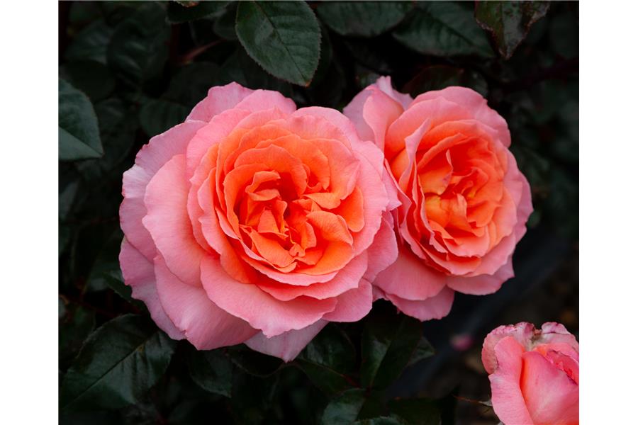 HYBRID TEA STD